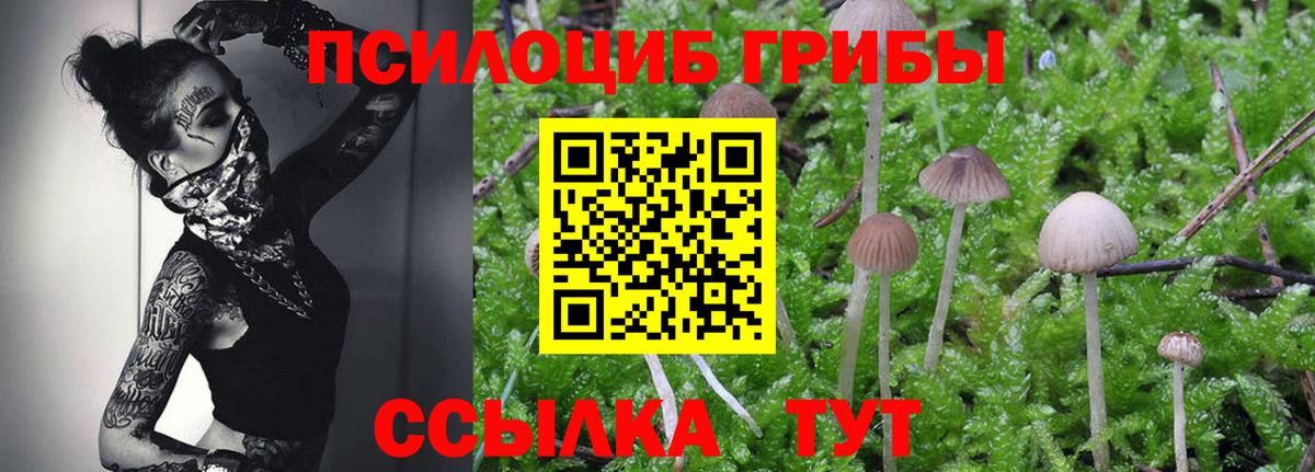 Псилоцибиновые грибы Psilocybine cubensis Гусиноозёрск